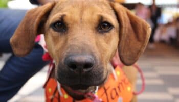 ¡Pon guapos a tus perritos y gatitos!; Tlalpan realiza primera edición del Animal Fest