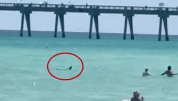 NY apuesta por drones ante creciente presencia de tiburones en sus playas