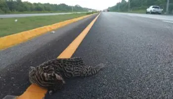 Ahora atropellan a ocelote en la Cancún-Chetumal