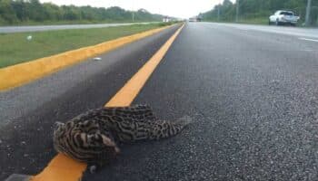Ahora atropellan a ocelote en la Cancún-Chetumal