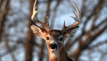 Alertan en Estados Unidos por casos de "venados zombies"