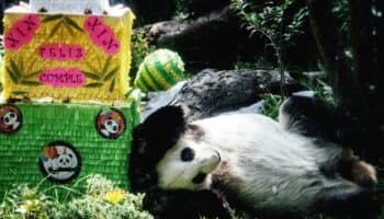Videos y fotos | ¡Felicidades! Panda Xin Xin celebra su cumpleaños 33