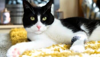 Nombran Gato del Año a Zebby por ayudar a su dueña sorda