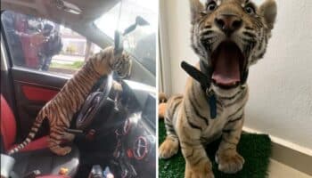 Detienen a sujeto que viajaba con un tigre de bengala en Neza; Profepa ya resguarda al felino