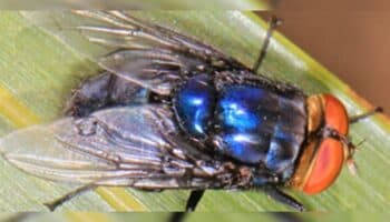 México levantará primera barrera sanitaria ante amenaza de gusano barrenador