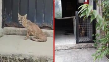 Profepa rescata zorro que deambulaba por inmediaciones del metro El Rosario | Video y Fotos