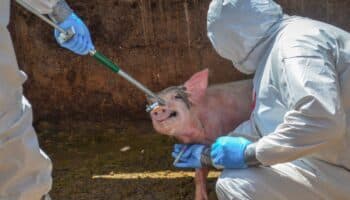 Senasica reconoce falta de recursos para vigilar plagas en alimentos