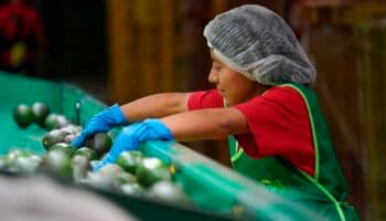 Estados Unidos confirma suspensión de inspecciones a aguacates y mangos michoacanos