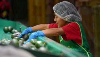 México registra superávit en la balanza comercial agroalimentaria del primer semestre