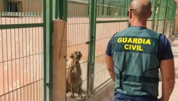 Cae estafador que decía conocer paradero de perros robados