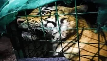 Capturan a tigre de bengala que paseaba por Tlaquepaque