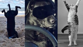Estas son las fotografías de mascotas más divertidas de 2023 | Galería