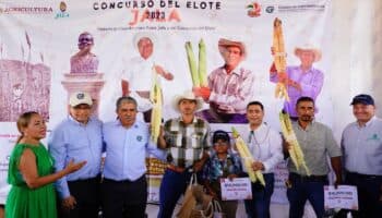 Nayarit tiene el elote más grande del mundo con 49 centímetros