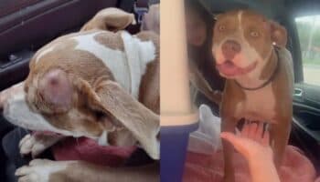 Florida: Hallan a perrita con un balazo en la cabeza vagando por las calles | Video