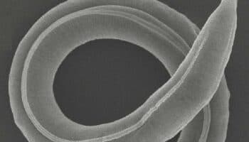 Descubren gusano de especie nunca vista que permaneció 46,000 años congelado