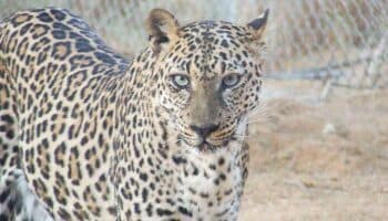 Secuencian genoma del leopardo de Arabia, subespecie al borde de la extinción