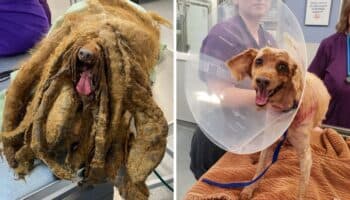 Rescatan a perrito cubierto en más de 3 kilos de pelo; dueño enfrenta cargos