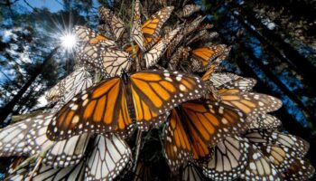 Plantan 2 mil 600 árboles en la principal reserva de la mariposa monarca