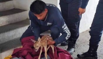 Rescatan de ser atropellado a venadito en libramiento de Tepic