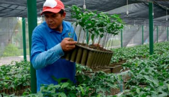 Entre beneficiarios de Sembrando Vida había personas de entre 95 y 117 años, acusa diputada | Entérate