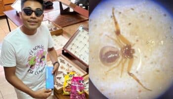 Oaxaqueño encuentra nueva familia de arañas y con venta de dulces llevará su proyecto a Guadalajara