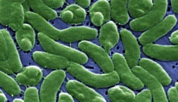 EU alerta sobre presencia de mortífera bacteria 'come carne' en aguas del Atlántico y el Golfo de México