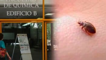 Por supuesta plaga de chinches, Facultad de Química adelanta fumigación