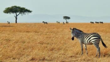 Animales de la sabana ya temen más a la voz humana que al gruñido del león