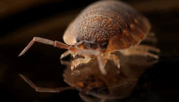 ¿Cómo eliminar las chinches de tu ropa? Usa jabón con neem