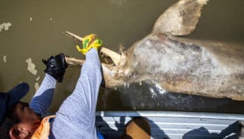 Delfines rosados del Amazonas, las recientes víctimas del cambio climático