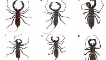 Descubren en México tres nuevas especies de vinagrillo gigante