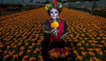Estas flores de Día de Muertos están prohibidas en EU