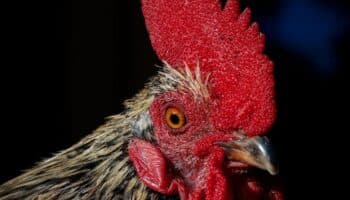 Los gallos son capaces de reconocerse a sí mismos en el espejo