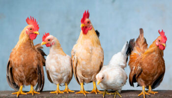 Reportan primer caso de influenza aviar AH5 en granja de Sonora