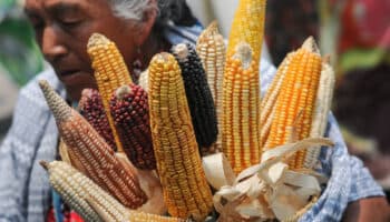 Maíz transgénico no va a resistir el cambio climático, el nativo es la esperanza: Turrent | Entérate