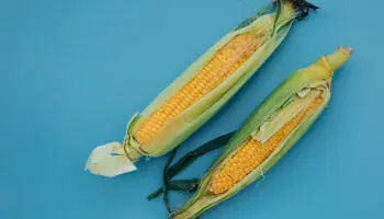 Ratas que comieron maíz transgénico en experimento, desarrollaron tumoraciones: Turrent | Entérate