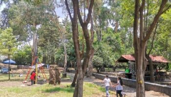 Asesino serial de perros ataca otra vez en Bosque de Nativitas, pese a mayor vigilancia