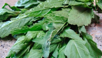 ¿Para qué sirve el epazote?