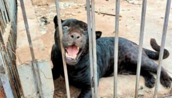 Aseguran a jaguar que atacó a niña en rancho de Chihuahua
