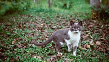 Gatos salvajes y domésticos no se mezclaron durante milenios... hasta los años 60
