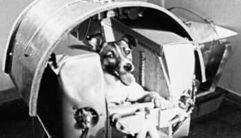 Hace 66 años Laika se convirtió en la perrita astronauta