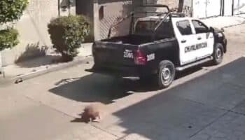 Policías de Chimalhuacán atropellan a perrito y huyen | Video