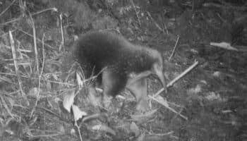 Redescubren 60 años después un extraño mamífero que pone huevos