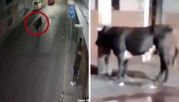 ¡Olé! Toro deambula por calles de Pachuca y causa pánico | Video
