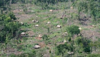Reserva de la Biósfera Maya en Guatemala se prepara para un año de deforestación sin precedentes