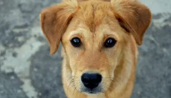 Perros y gatos domésticos podrían transmitir a humanos bacterias resistentes a antibióticos: estudio
