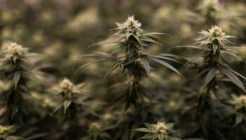 Biden indulta a miles de condenados por posesión de marihuana