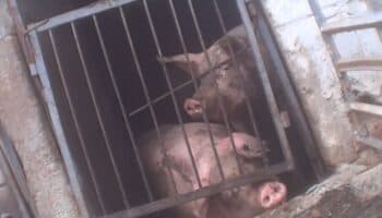 Suspenden granja porcícola en Yucatán que afectaba la salud de niñas y niños