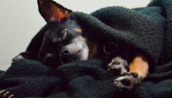 5 consejos para proteger a tu mascota del frío