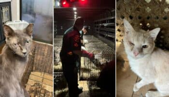 Fotos | Gatos, perros, gallinas, patos y pavos reales; maestra vivía con más de 300 animales hacinados